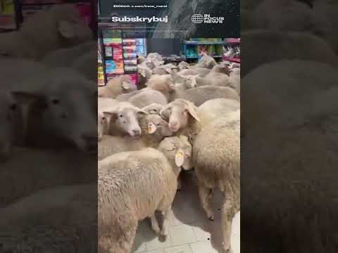 Inwazja owiec na supermarket!