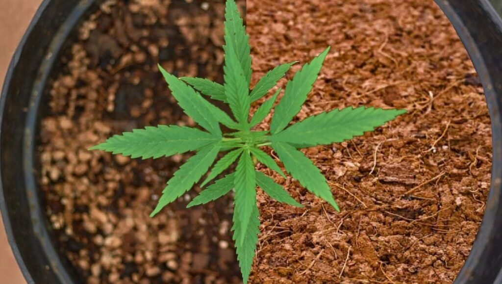 Konopie Indyjskie Pomocne w Niedokrwistości Sierpowatokrwinkowej