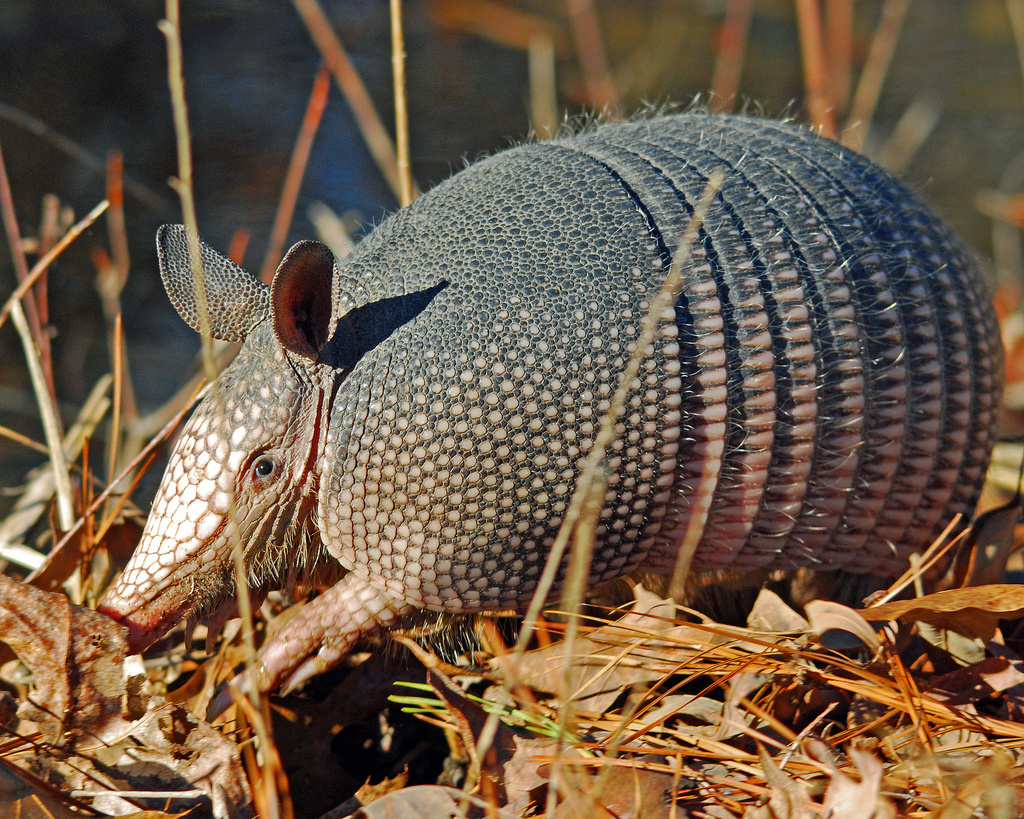 Pancernik: zagadkowe zwierzę może rozwiązać zagadkę niewidzenia