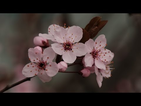 Kojąca Muzyka Do Głębokiej Medytacji