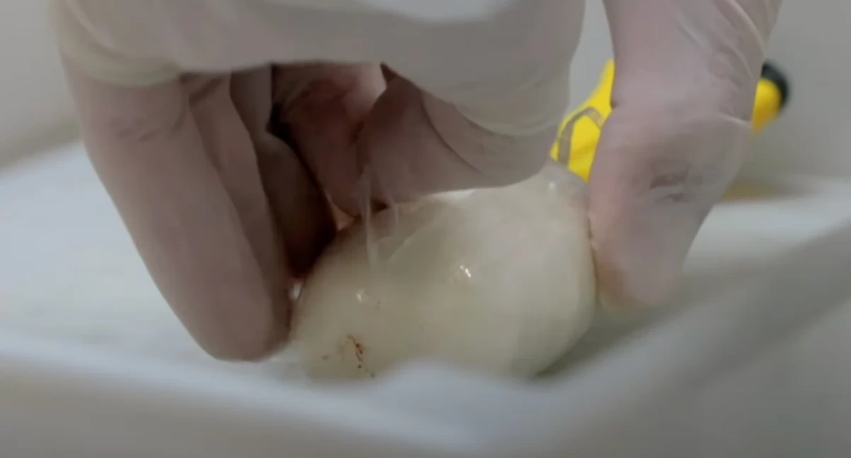 Świecko. CBŚP i Straż Graniczna udaremniły przemyt kokainy na przejściu granicznym z Niemcami