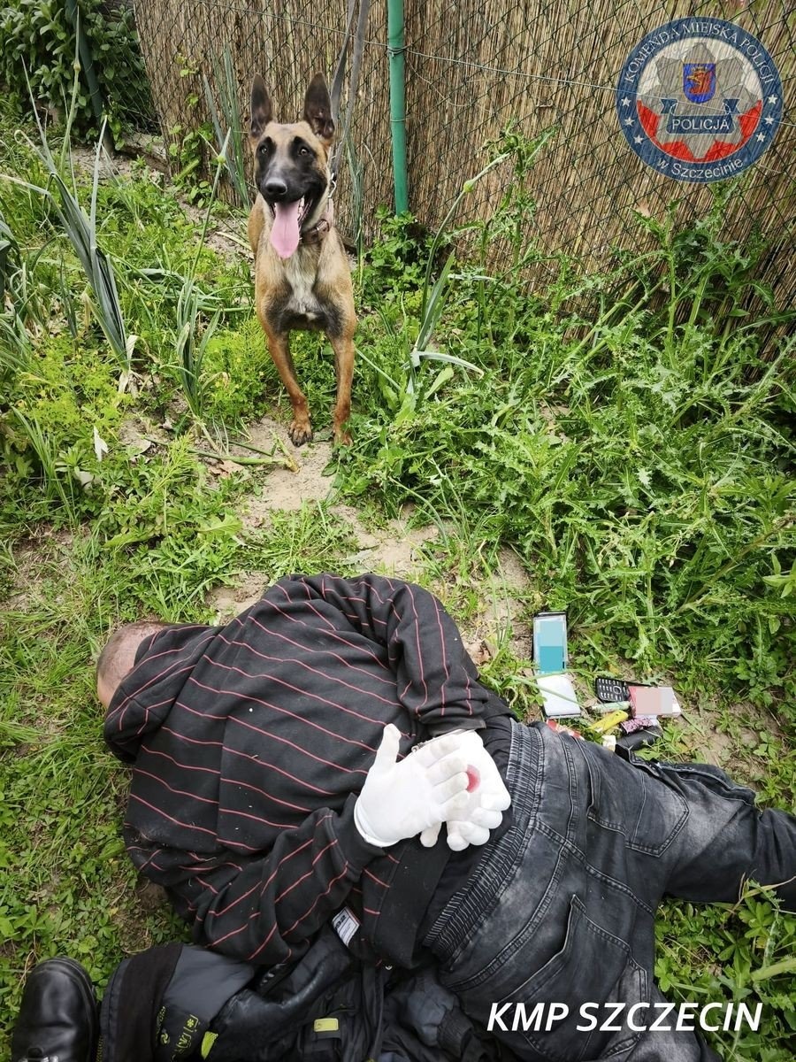 Bohaterski pies Trafik kończy serię włamań w Szczecinie! 39-latek zatrzymany dzięki niezawodnej psiej służbie