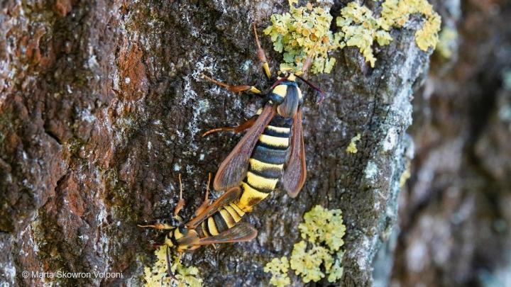 Motyle, które wyglądają i bzyczą jak osy, czyli mimikra wizualno-akustyczna