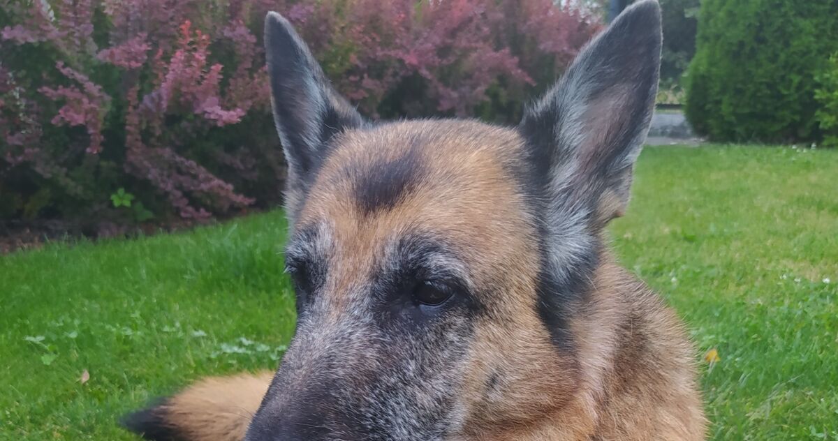 Nie lekceważ psich lęków