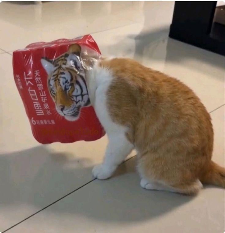 299c467c-7c47-47b5-a6d5-a4770ade18ac