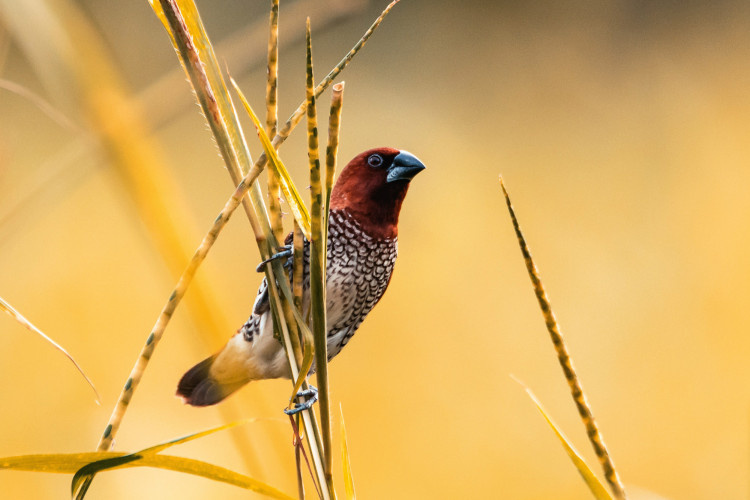 Rozwiń fotograficzne skrzydła! Oto, jak fotografować ptaki