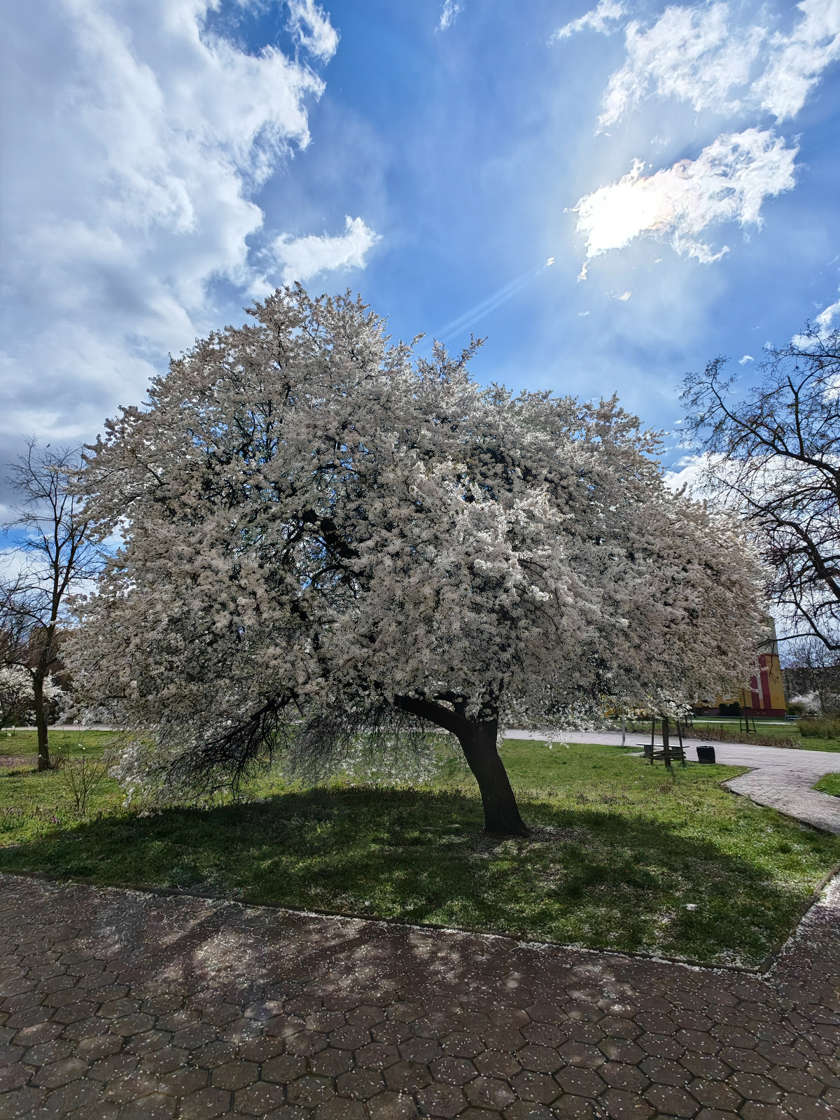 35d5888f-f208-404f-a404-4a4bf2a53069