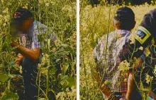 Ukrył się przed policją w rzepaku. Szukali go kilka godzin.