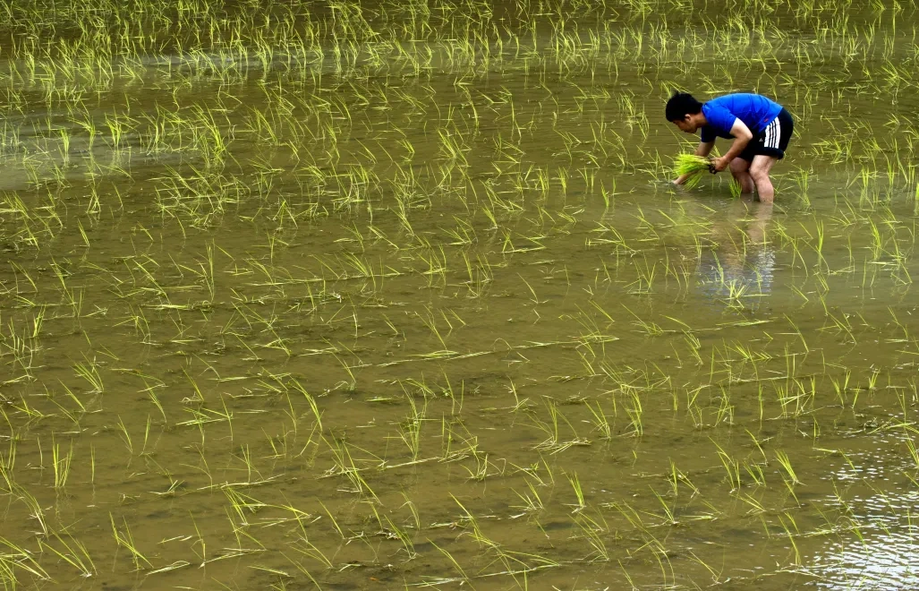 Japonia. Stale rosną ceny ryżu. Tyle trzeba zapłacić za 5-kilogramowy worek w supermarkecie