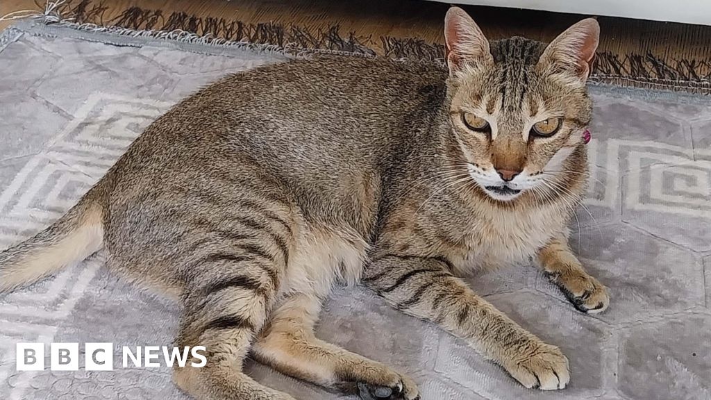 13-letnia kotka z Dubaju sterroryzowała włamywacza na Wyspach