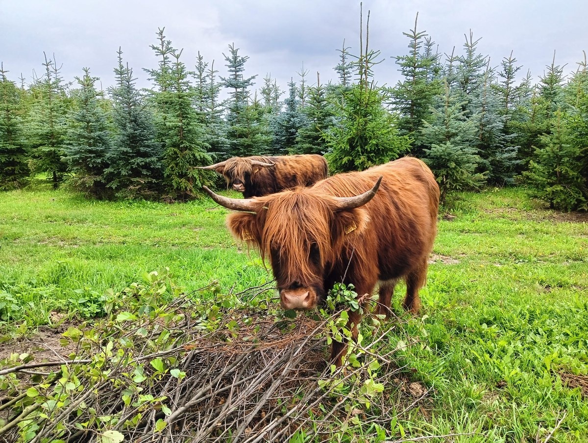 Widziałeś te krowy? Nietypowa akcja poszukiwawcza w Łódzkiem