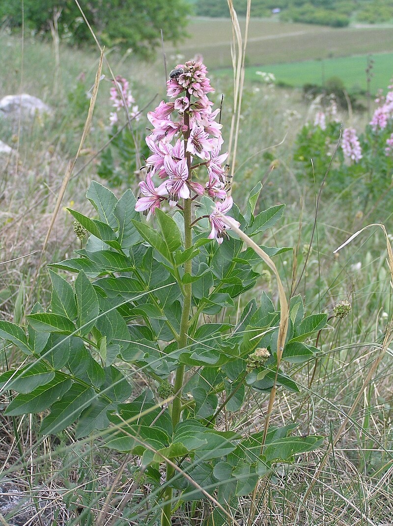 Roślinka na dziś: Dyptam jesionolistny