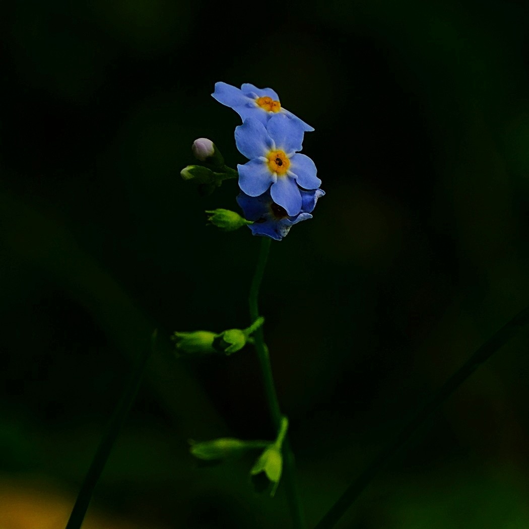 Niezapominajka Błotna - Myosotis Scorpioides / Fotografujemy Przyrodę