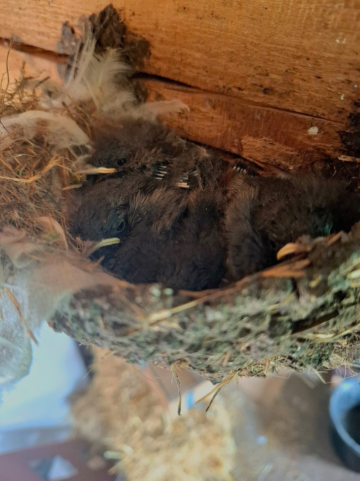 42d3d34d-ebc1-4bab-af30-af3bd0003a27