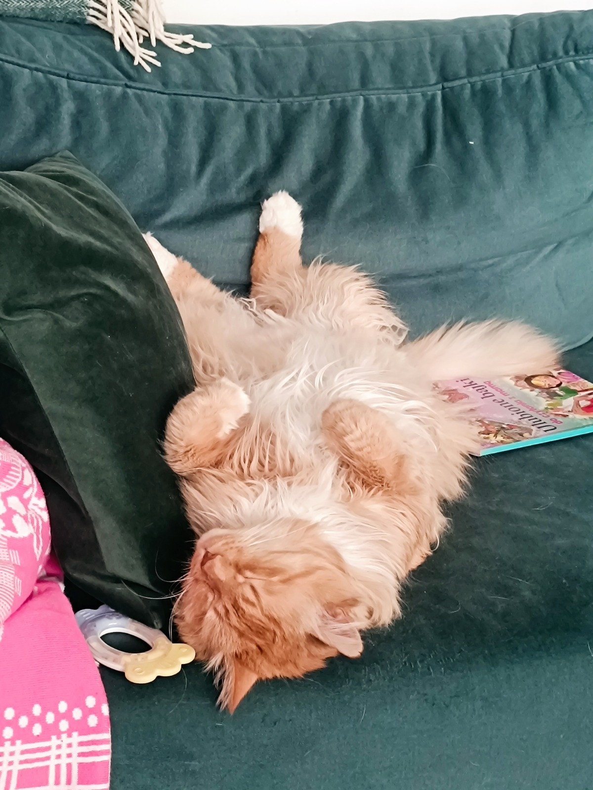 c91269ba-b892-47e7-822d-365e936d4c8c