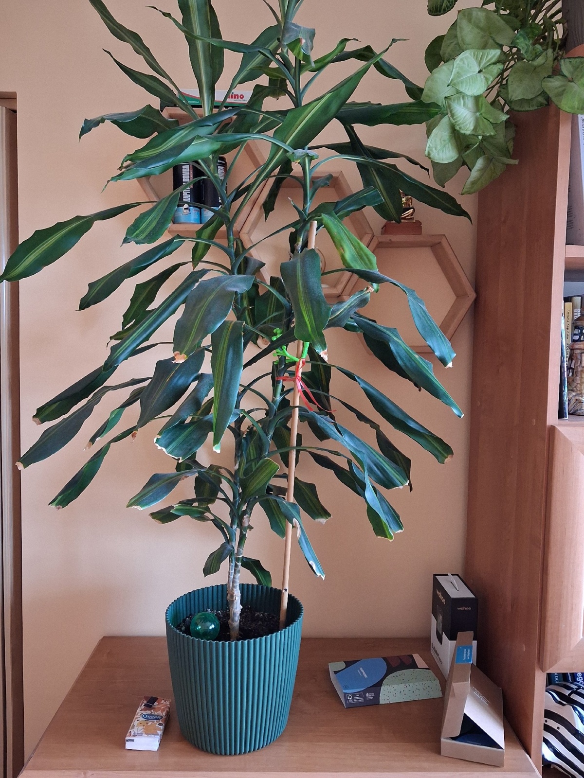 51fa5e8a-c130-49b3-b8d5-f53144abf21b