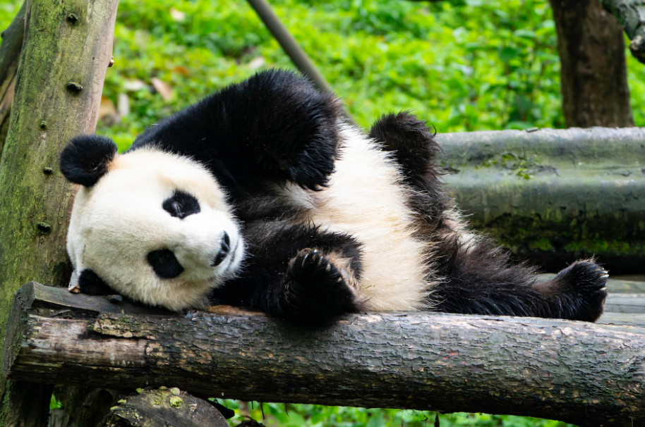 Zachowanie pand bez tajemnic: dlaczego pandy wielkie są tak czarująco dziwne?