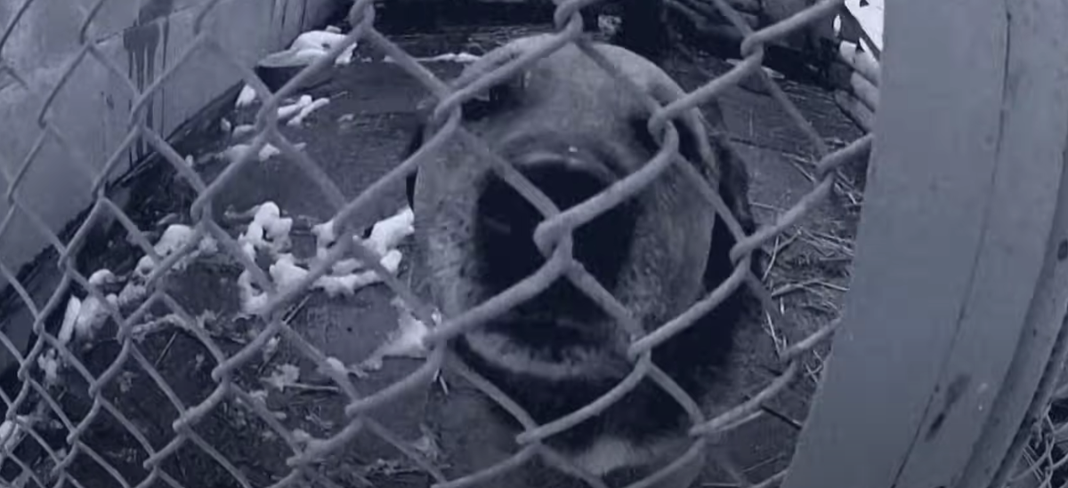 HUNTER - PSI (official video)