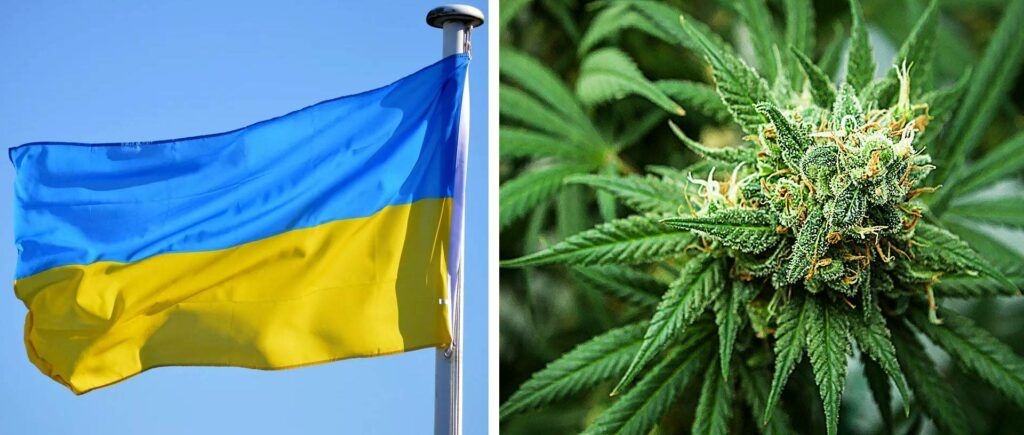 Ukraina Legalizuje Import Medycznej Marihuany