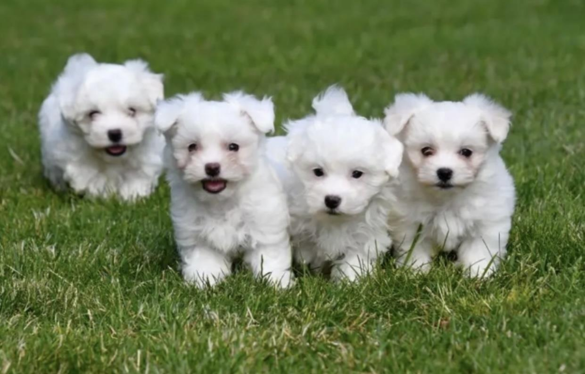 70f2f9ab-49cb-44c1-a412-1b3dd523e122