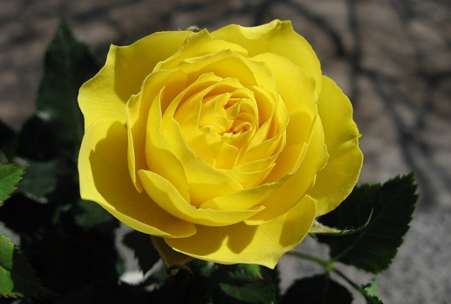 Wszystkie róże były kiedyś żółte