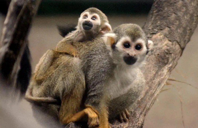 Złodziejka urodziła młode. Nazywają je "trupimi główkami"