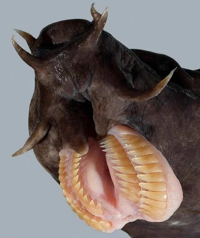 55d12bd8-1404-40d6-b097-9a8d59ca2d01