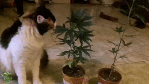 4a36c6dc-d607-4982-a280-c2845119a76d