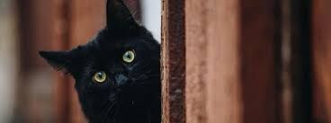 Wybrane zachowania seksualne z perspektywy ewolucyjnej.