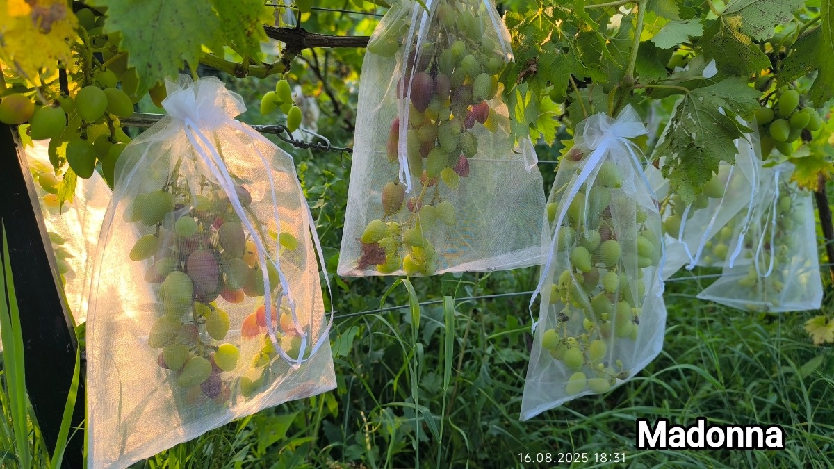 d4b6a4c4-0697-41ef-8691-2f58a2da59f2