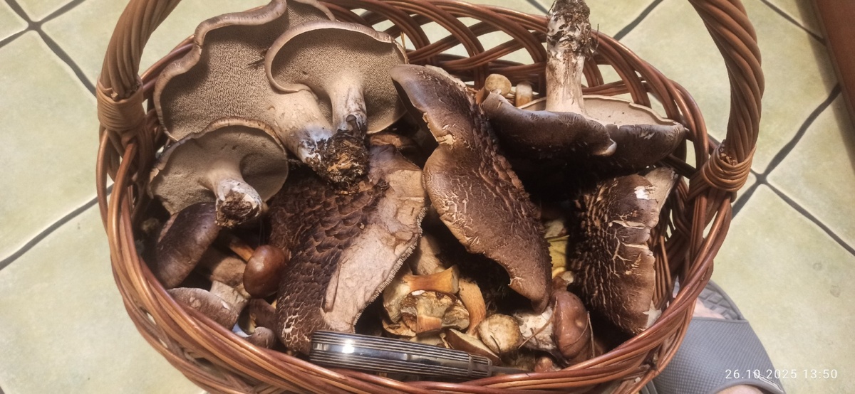 2566fa66-5e4b-46db-a0d9-8fba55f69796