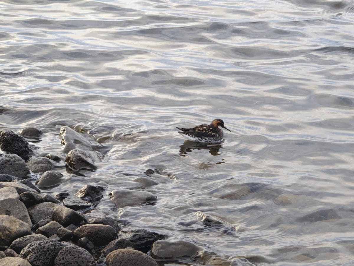 1c4309f4-1d03-4902-a152-9ff1fd9bee1c