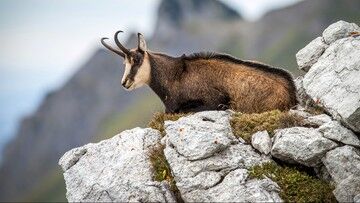 Tatry. Akcja liczenia kozic. Przeszkodziły upały