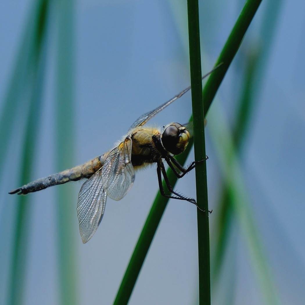 Ważka Czteroplama - Libellula Quadrimaculata / Fotografujemy Przyrodę