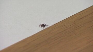 Sezon na kleszcze. Jak szybko i bezboleśnie usunąć je u ludzi i zwierząt?