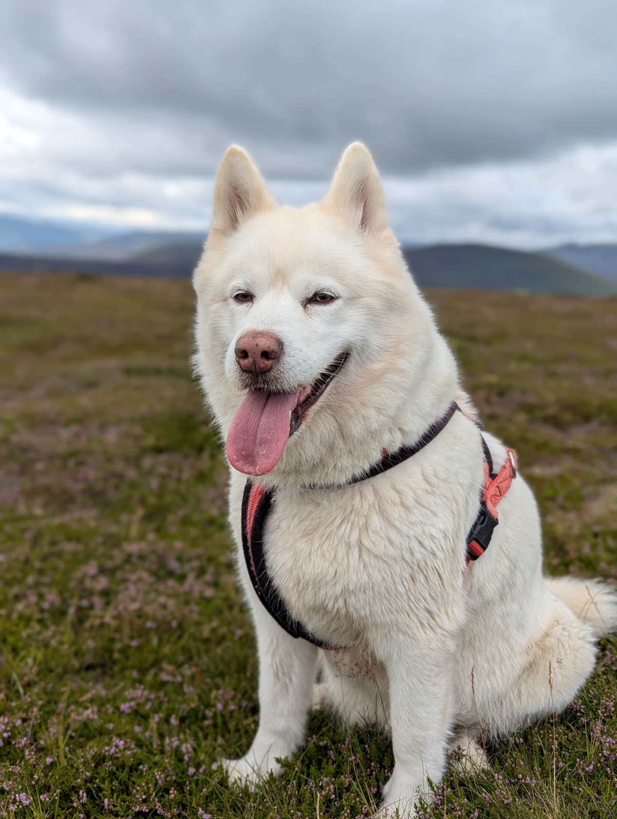 036a099d-be04-45f8-8c31-fee1ea5e79be