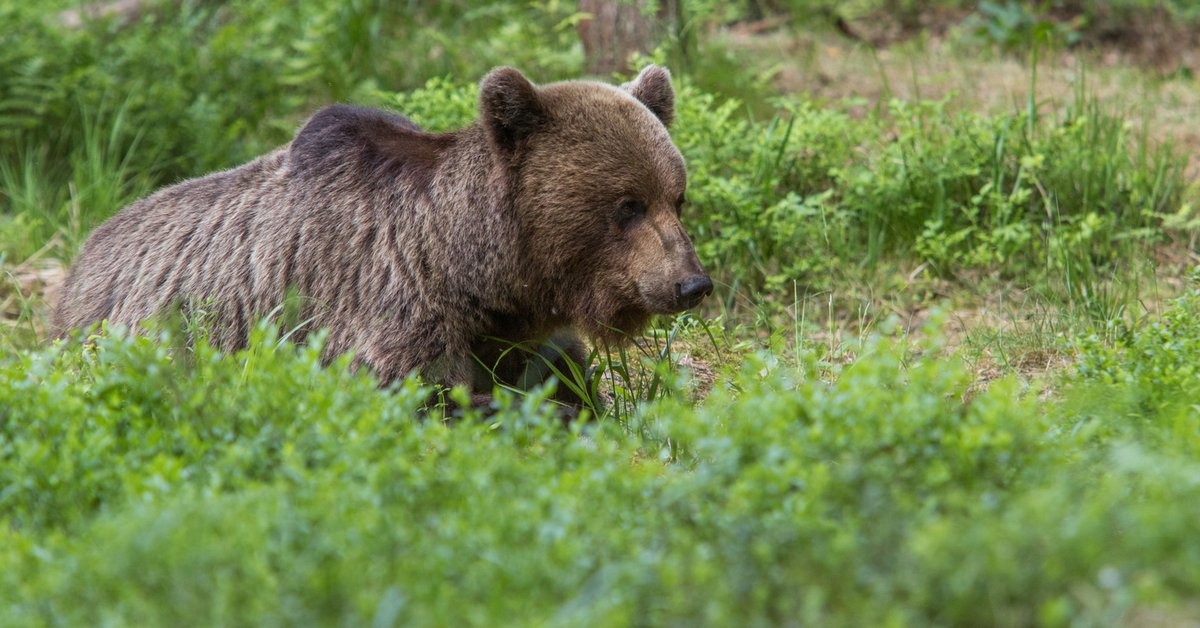 Atak niedźwiedzia na Podkarpaciu. Nie żyje kobieta