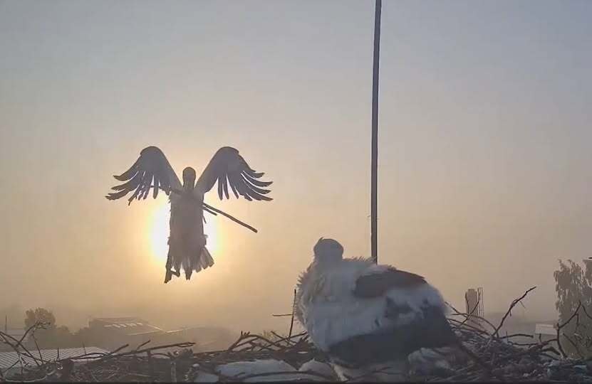 31398fc2-bda0-4971-8294-496a1c723f29