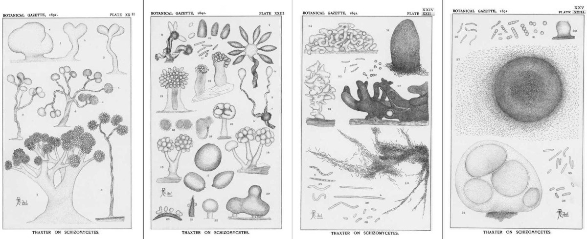 Bakterie? To nie takie proste. Część 1: Od roju do organizmu - Eksperyment Myślowy