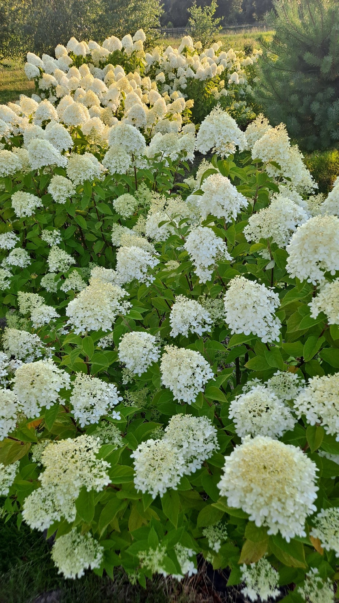 21498fb1-1274-4770-8727-0c32e897dae9