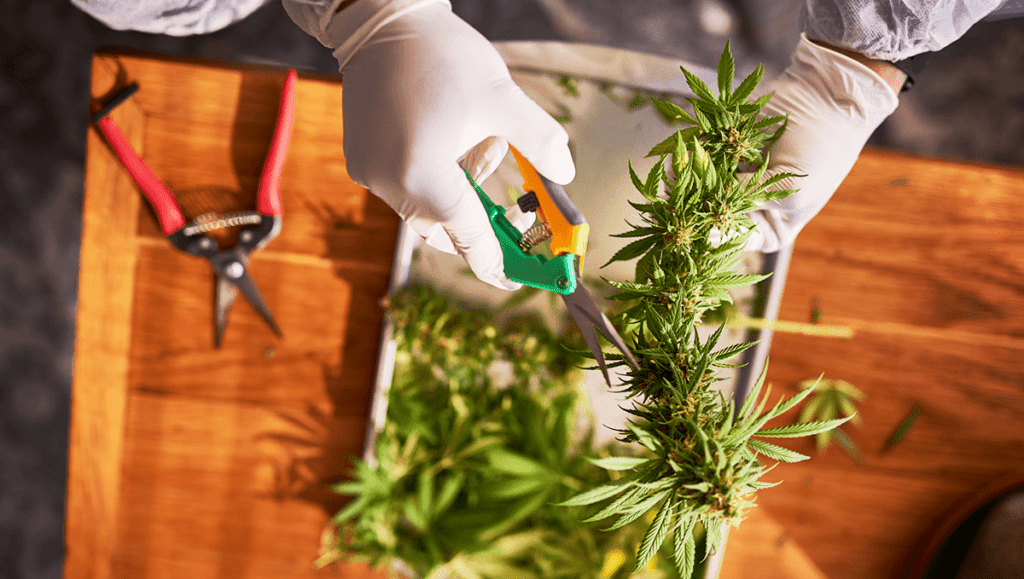 W jaki Sposób Konopie Indyjskie Mogą Zmniejszać Obrzęki