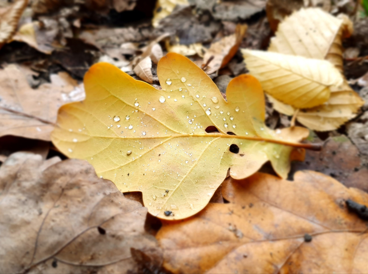 fa211c06-f65f-4c1f-af4e-42fa42da9806