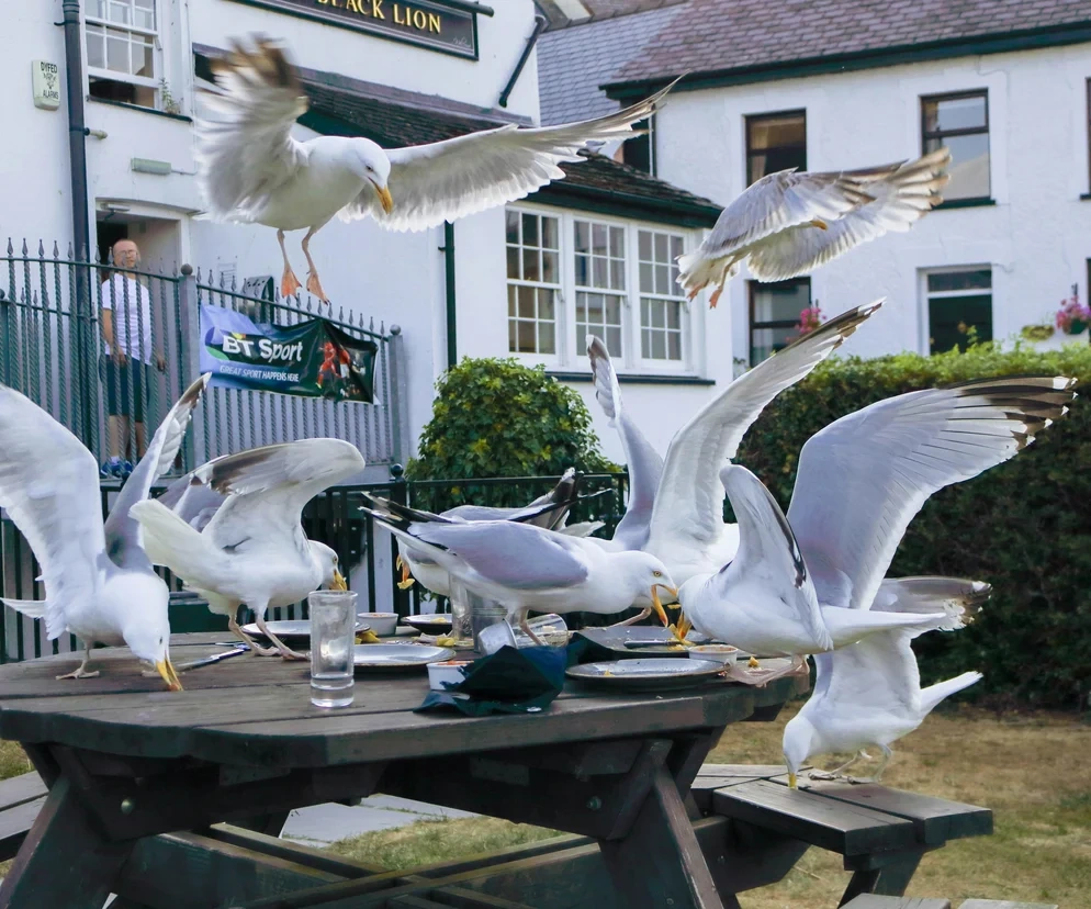 Wygłodniałe ptaki atakują ludzi. Sceny, jak z dreszczowca Hitchcocka.