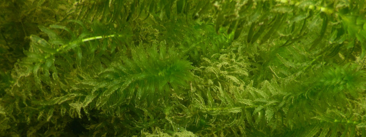 ba9c4f0a-4c0b-49fd-826c-8a6329d2b84c