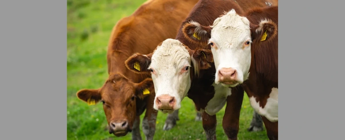 Polska walczy o ochronę wołowiny w umowie handlowej UE-Australia