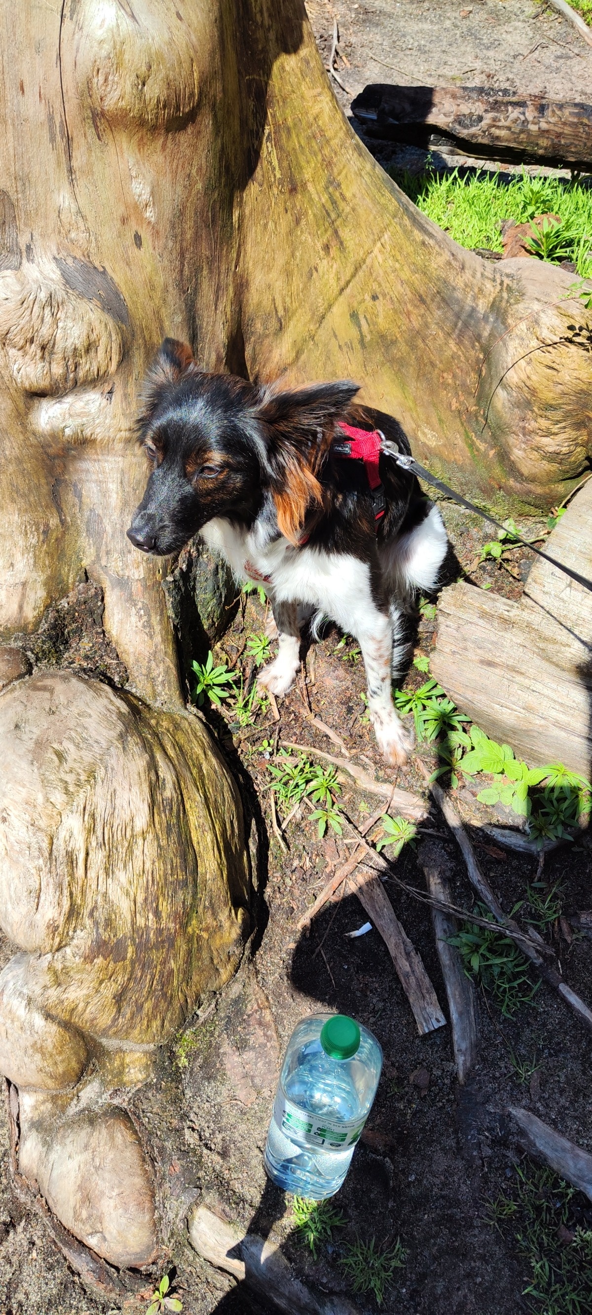 42054c85-4419-47a1-8506-e5deeb636c98