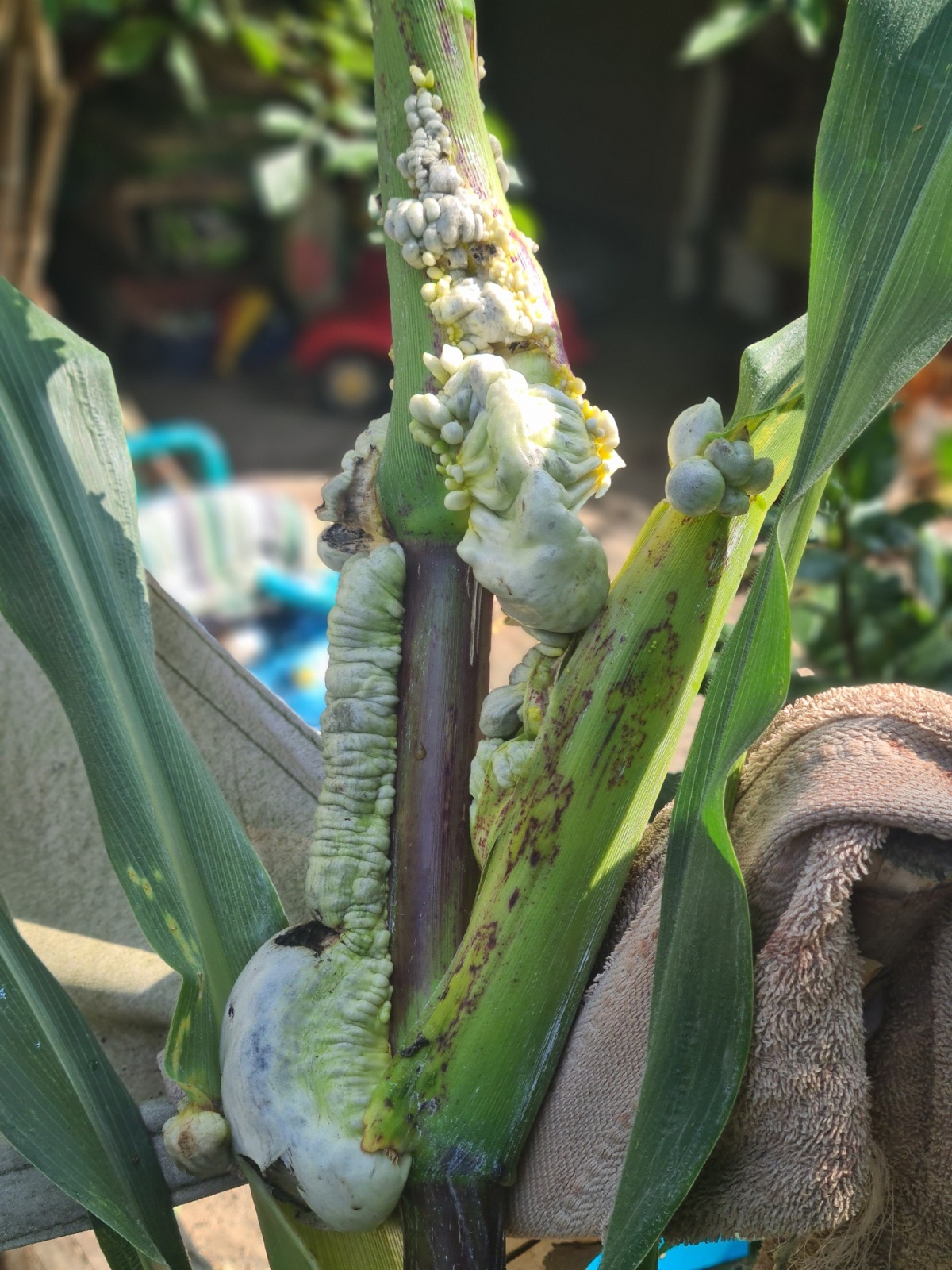 bbfefabe-fb50-43b6-a86a-f5856ba3cf27