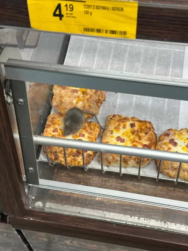 Mysz na pieczywie w popularnym ostrowskim markecie (foto) - Infostrow.pl - portal informacyjno - rozrywkowy