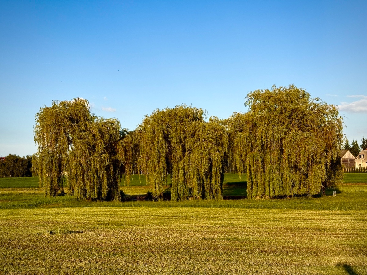 ace565c7-bf03-4c12-b0d4-8fbf3c596331