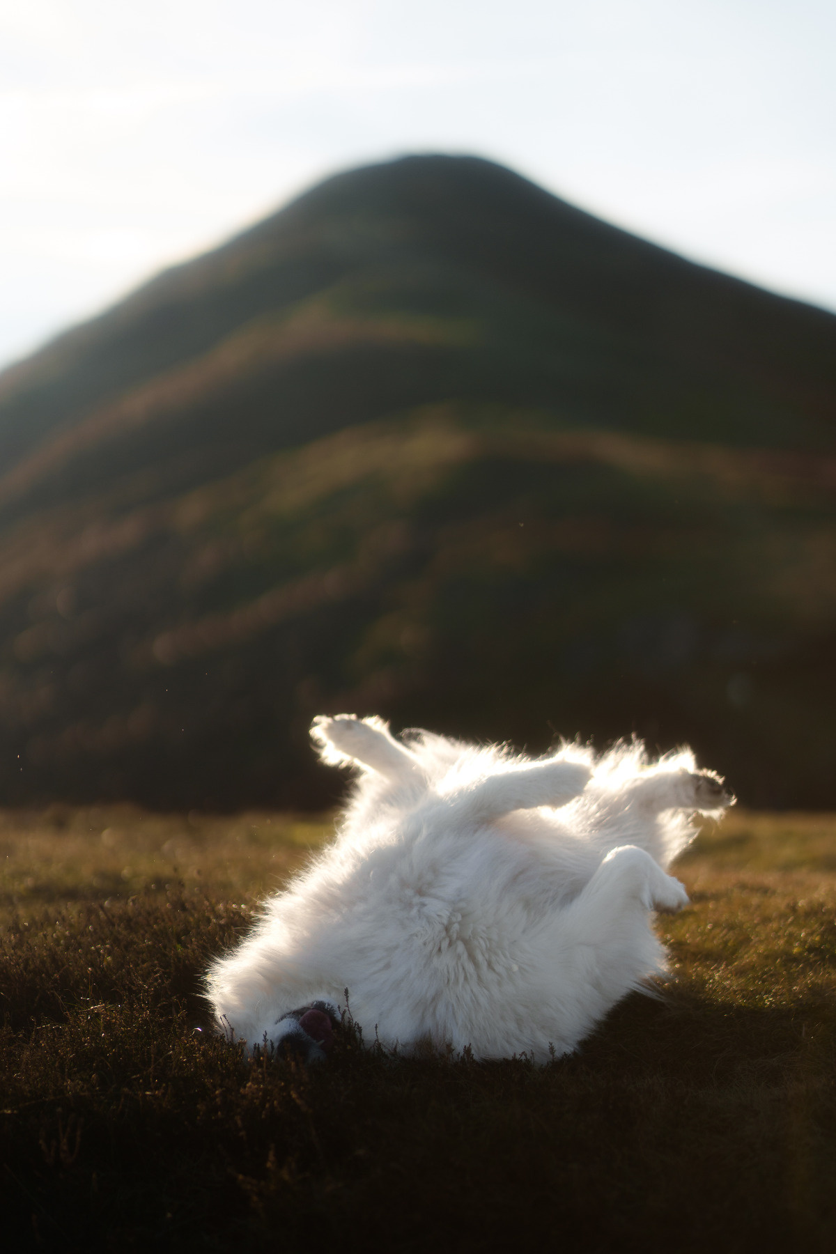 8a4c43f2-5674-43d2-923e-0e8ab143722c